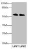 Tripartite Motif Containing 55 antibody, CSB-PA880142LA01HU, Cusabio, Western Blot image 