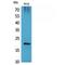 Vascular Endothelial Growth Factor B antibody, LS-C387253, Lifespan Biosciences, Western Blot image 