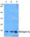 MYC Associated Factor X antibody, A03239S11-1, Boster Biological Technology, Western Blot image 