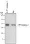 Protein phosphatase inhibitor 2 antibody, MAB4719, R&D Systems, Western Blot image 