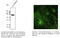 RAB28, Member RAS Oncogene Family antibody, AB0075-200, SICGEN, Western Blot image 