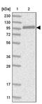 Connector enhancer of kinase suppressor of ras 1 antibody, PA5-56574, Invitrogen Antibodies, Western Blot image 