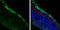 Acetylcholinesterase antibody, GTX101648, GeneTex, Immunohistochemistry frozen image 