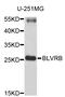 Biliverdin Reductase B antibody, STJ22808, St John
