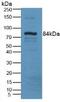 Lysyl Oxidase Like 3 antibody, MBS2001755, MyBioSource, Western Blot image 