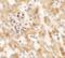 NK2 Homeobox 8 antibody, PA5-72764, Invitrogen Antibodies, Immunohistochemistry paraffin image 