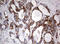 NADH:Ubiquinone Oxidoreductase Core Subunit S2 antibody, LS-C336519, Lifespan Biosciences, Immunohistochemistry frozen image 