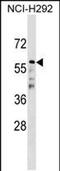 Cell Division Cycle 20B antibody, PA5-48871, Invitrogen Antibodies, Western Blot image 