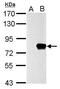 SLU7 Homolog, Splicing Factor antibody, PA5-31127, Invitrogen Antibodies, Western Blot image 