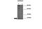 Ubiquitin C-Terminal Hydrolase L3 antibody, 27-209, ProSci, Immunofluorescence image 