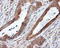 Mitochondrial Translational Release Factor 1 Like antibody, LS-C115109, Lifespan Biosciences, Immunohistochemistry paraffin image 