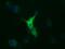Tubulin Alpha 8 antibody, GTX83461, GeneTex, Immunofluorescence image 
