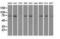 Fermitin Family Member 2 antibody, NBP1-47745, Novus Biologicals, Western Blot image 