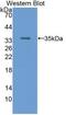 Retinol Binding Protein 3 antibody, abx132045, Abbexa, Western Blot image 