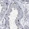 Hephaestin Like 1 antibody, NBP1-90512, Novus Biologicals, Immunohistochemistry frozen image 