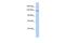 Zinc Finger Protein 862 antibody, PA5-69700, Invitrogen Antibodies, Western Blot image 