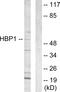 HMG-Box Transcription Factor 1 antibody, LS-C118693, Lifespan Biosciences, Western Blot image 