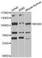 Minichromosome Maintenance Complex Component 4 antibody, MBS127120, MyBioSource, Western Blot image 