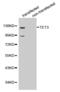 Tet Methylcytosine Dioxygenase 3 antibody, MBS127174, MyBioSource, Western Blot image 