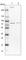 Mitogen-Activated Protein Kinase Kinase Kinase Kinase 5 antibody, HPA036696, Atlas Antibodies, Western Blot image 