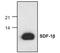 SDF1 antibody, TA319083, Origene, Western Blot image 