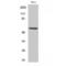 G3BP Stress Granule Assembly Factor 1 antibody, LS-C380714, Lifespan Biosciences, Western Blot image 