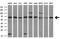 Transketolase antibody, MA5-25039, Invitrogen Antibodies, Western Blot image 