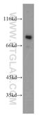 Ephexin-4 antibody, 10153-2-AP, Proteintech Group, Western Blot image 