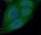 X-Linked Inhibitor Of Apoptosis antibody, FNab09540, FineTest, Immunofluorescence image 