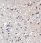 Small EDRK-Rich Factor 1B antibody, NBP1-78393, Novus Biologicals, Immunohistochemistry frozen image 