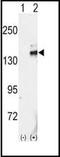 Ret Proto-Oncogene antibody, orb95507, Biorbyt, Western Blot image 