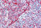 Transmembrane Protein 173 antibody, MBS248430, MyBioSource, Immunohistochemistry frozen image 
