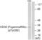 Fc Fragment Of IgG Receptor IIb antibody, abx012455, Abbexa, Western Blot image 