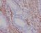 Desmin antibody, M01948-1, Boster Biological Technology, Immunohistochemistry frozen image 