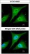 NFKB Inhibitor Alpha antibody, GTX110521, GeneTex, Immunocytochemistry image 