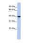 G Protein Subunit Alpha I2 antibody, NBP1-58301, Novus Biologicals, Western Blot image 