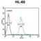 Interleukin 2 Receptor Subunit Gamma antibody, abx034376, Abbexa, Western Blot image 