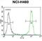 Cholinergic Receptor Nicotinic Delta Subunit antibody, abx026369, Abbexa, Western Blot image 