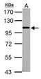 Actinin Alpha 3 (Gene/Pseudogene) antibody, PA5-27862, Invitrogen Antibodies, Western Blot image 