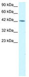 Transcription Factor AP-4 antibody, TA334017, Origene, Western Blot image 