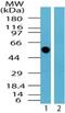 Trafficking From ER To Golgi Regulator antibody, NBP2-24485, Novus Biologicals, Western Blot image 