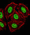 GLI Family Zinc Finger 2 antibody, LS-C344252, Lifespan Biosciences, Immunofluorescence image 