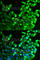 Fibroblast Growth Factor Receptor 2 antibody, A2074, ABclonal Technology, Immunofluorescence image 