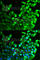 KGFR antibody, A2074, ABclonal Technology, Immunofluorescence image 