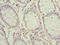 Protein ZNF767 antibody, orb32006, Biorbyt, Immunohistochemistry paraffin image 