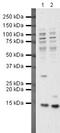 Hint antibody, PA5-19781, Invitrogen Antibodies, Western Blot image 