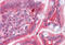 Catechol-O-Methyltransferase antibody, MBS244772, MyBioSource, Immunohistochemistry frozen image 