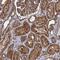 Zinc Finger FYVE-Type Containing 19 antibody, HPA040283, Atlas Antibodies, Immunohistochemistry frozen image 