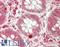 Cell Division Cycle 34 antibody, LS-B14894, Lifespan Biosciences, Immunohistochemistry paraffin image 