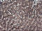 Indoleamine 2,3-Dioxygenase 1 antibody, LS-C174765, Lifespan Biosciences, Immunohistochemistry paraffin image 